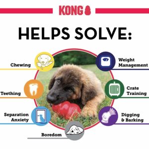 One of the best toys - The Kong for puppy dogs