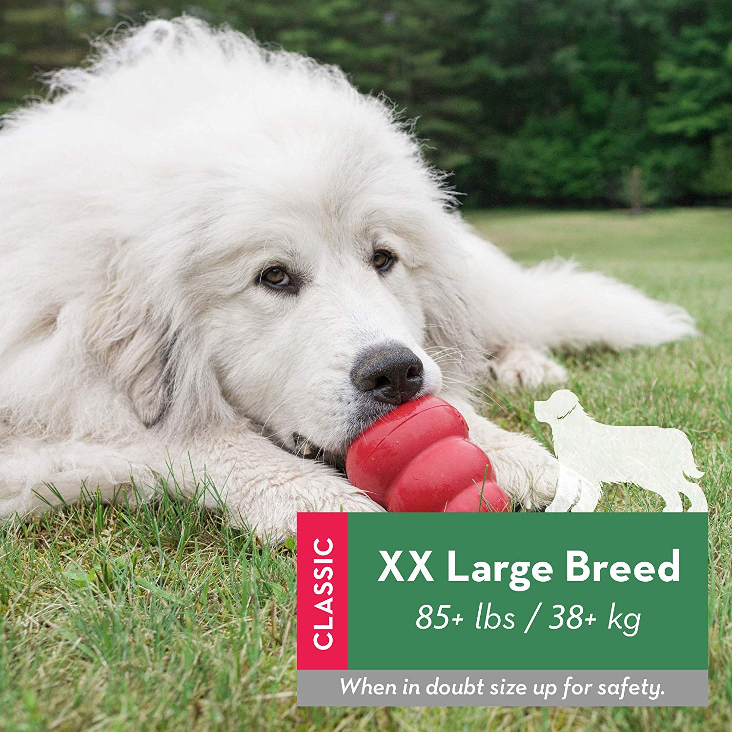 How To Get Your Xiasi Dog To Stop Digging