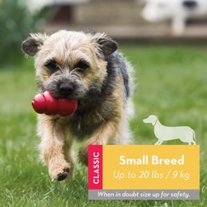 1 of the best DOG toys - The Kong THE SMALL BREED